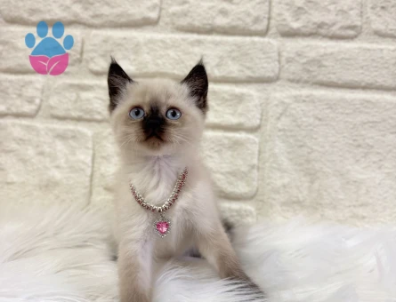 British Shorthair Çikolatalı Browni Dişi 2 Aylık