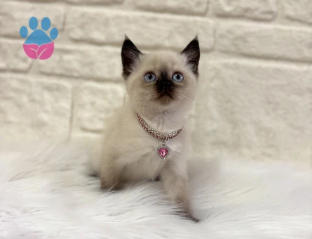 British Shorthair Çikolatalı Browni Dişi 2 Aylık