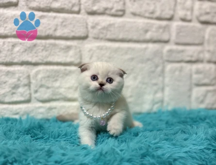 Scottish Fold 2 Aylık Yuva Arıyor
