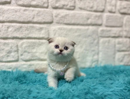 Scottish Fold 2 Aylık Yuva Arıyor