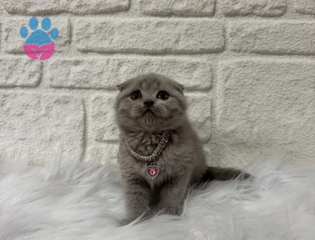 Scottish Fold Lilac Narin Kızımız Yuva Arıyor