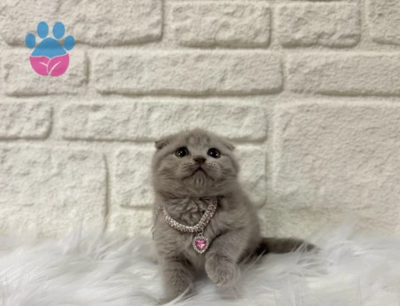Scottish Fold Lilac Narin Kızımız Yuva Arıyor