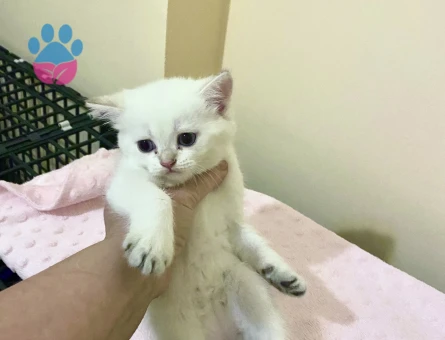 Bembeyaz mavi gözlü güzel kız bebek  watsaptan videolarını atarım