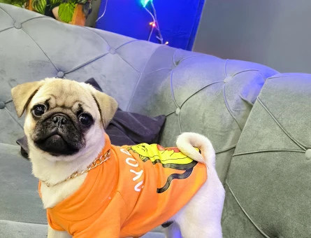 4,5 Aylık Pug Yuva Arıyor