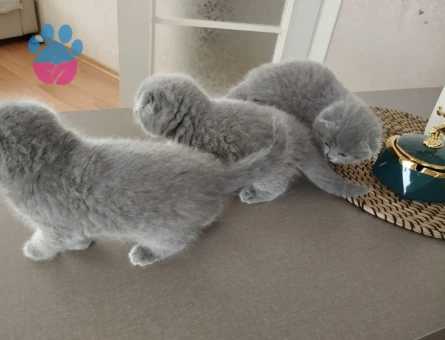 2 Aylık Scottish Fold Kedi