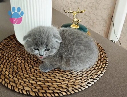 2 Aylık Scottish Fold Kedi