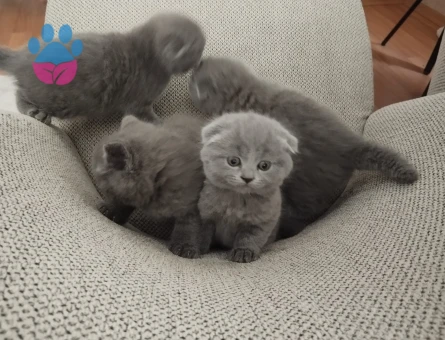 2 Aylık Scottish Fold Kedi