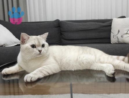 British Shorthair Latte yeni yuvasını arıyor