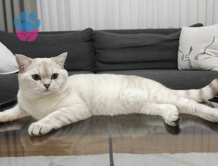 British Shorthair Latte yeni yuvasını arıyor