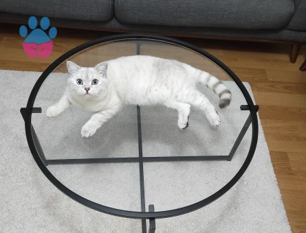 British Shorthair Latte yeni yuvasını arıyor