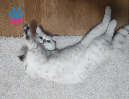 British Shorthair Latte yeni yuvasını arıyor