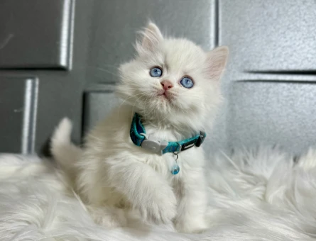 British Longhair Erkek Mavi Gözlü 2 Aylık