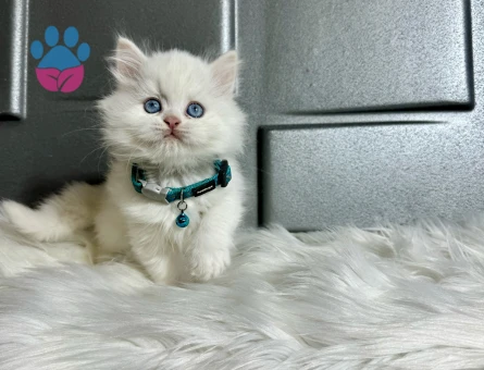 British Longhair Erkek Mavi Gözlü 2 Aylık