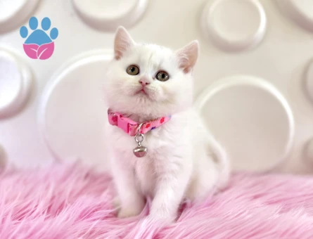 British Shorthair Şeker Kız 2 Aylık