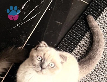 Scottish Fold Blue Point Dişi 2.5 Aylık