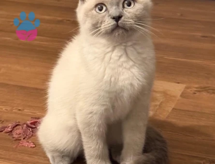 Scottish Fold Blue Point Dişi 2.5 Aylık