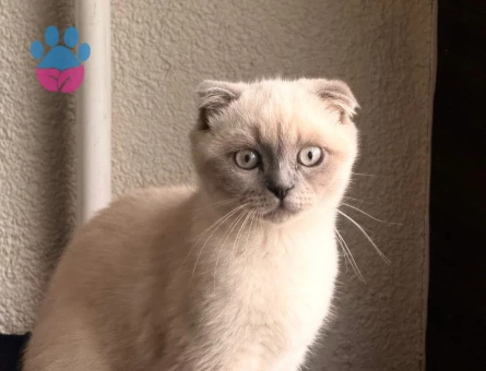Scottish Fold Blue Point Dişi 2.5 Aylık