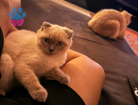 Scottish Fold Blue Point Dişi 2.5 Aylık