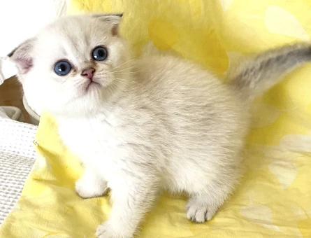 Safkan Silver Point ns3311 beyaz melek maviş göz kız