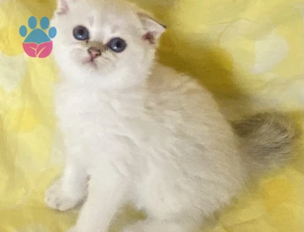 Safkan Silver Point ns3311 beyaz melek maviş göz kız