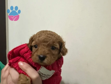 Safkan yavru toy poodle