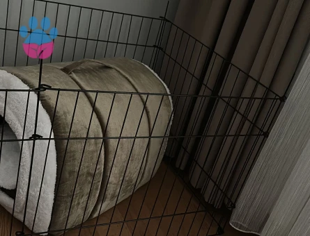 Safkan yavru toy poodle