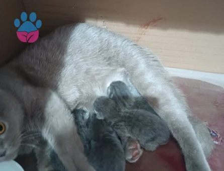 British Shorthair 1 Yaşında Dİşi