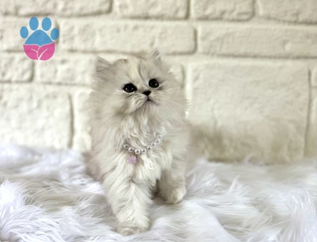 British Longhair Silver Point Asil Yavrumuz