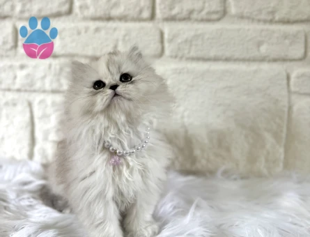 British Longhair Silver Point Asil Yavrumuz