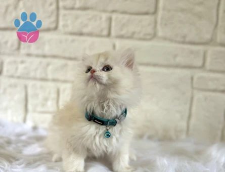 British Longhair 2 Aylık Erkek Güzeli