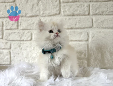 British Longhair 2 Aylık Erkek Güzeli