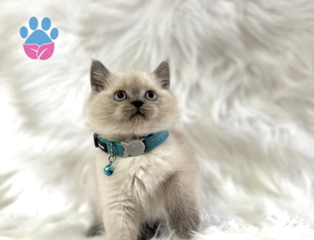 British Shorthair Blue point Yavrularımız
