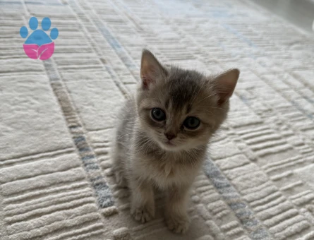 British  Shorthair 2 Aylık Yavrular