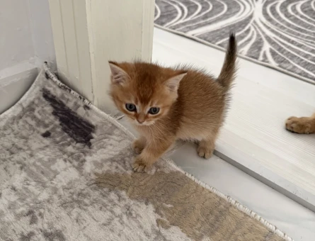 British  Shorthair 2 Aylık Yavrular