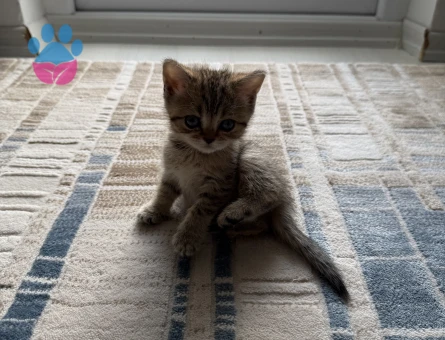 British  Shorthair 2 Aylık Yavrular