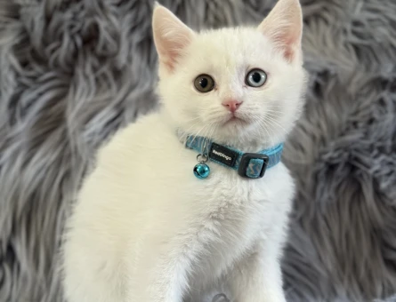 British Shorthair Oldd Eyes Erkek