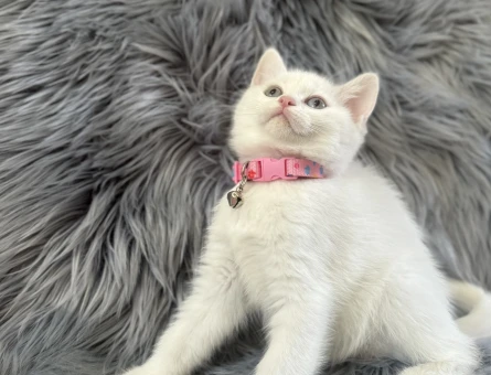 British Shorthair 2 Aylık Dişi