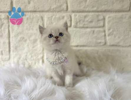 British Shorthair Blue point Dişi 2 Aylık