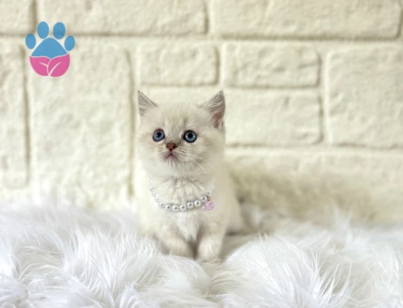 British Shorthair Blue point Dişi 2 Aylık