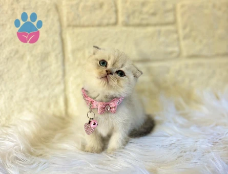 Scottish Fold Dişi Blue point Şirin Yavrumuz