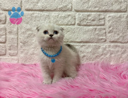 2 Aylık Scottish Fold Blue point