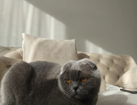 Scottish fold ücretsiz sahiplendiriyorum