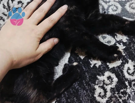 TEKİR 1 kız 1 erkek acildir