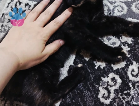 TEKİR 1 kız 1 erkek acildir