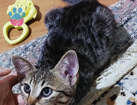 TEKİR 1 kız 1 erkek acildir