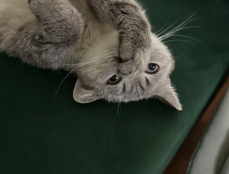 1 Yaşında British Shorthair Ücretsiz Kedi - 4682