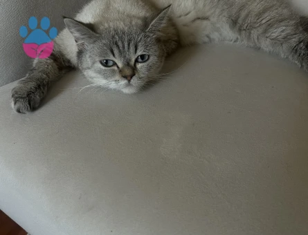 1 Yaşında British Shorthair Ücretsiz Kedi