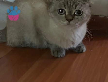 1 Yaşında British Shorthair Ücretsiz Kedi