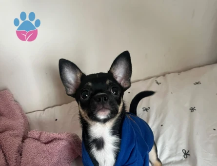 7 AYLIK Chihuahua Dobby - 4684