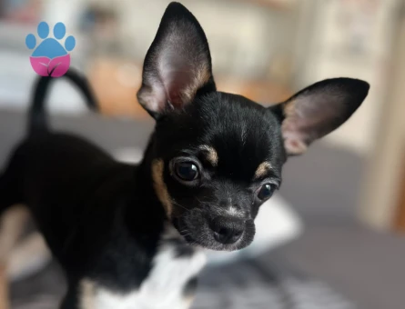 7 AYLIK Chihuahua Dobby
